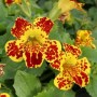 Губастик (мимулюс) Maximus Yellow Blothch8